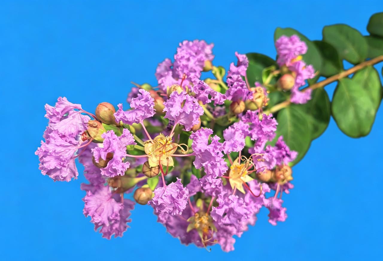 紫花映碧空，清香满径通。