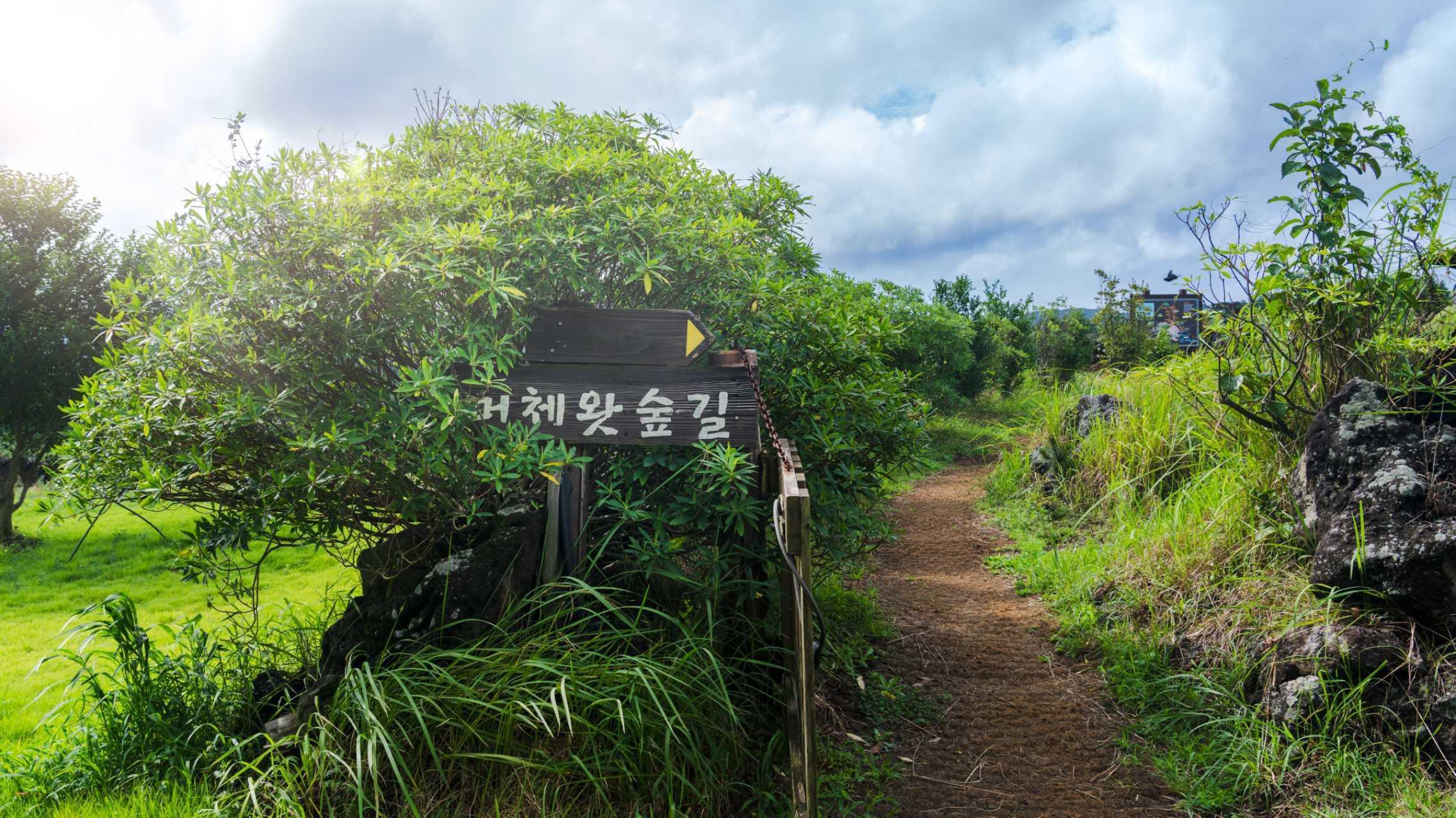 在济州岛探寻了众多热门景点后，我意外发现了一条名为梅栖沃的森林步道，它带给我的那