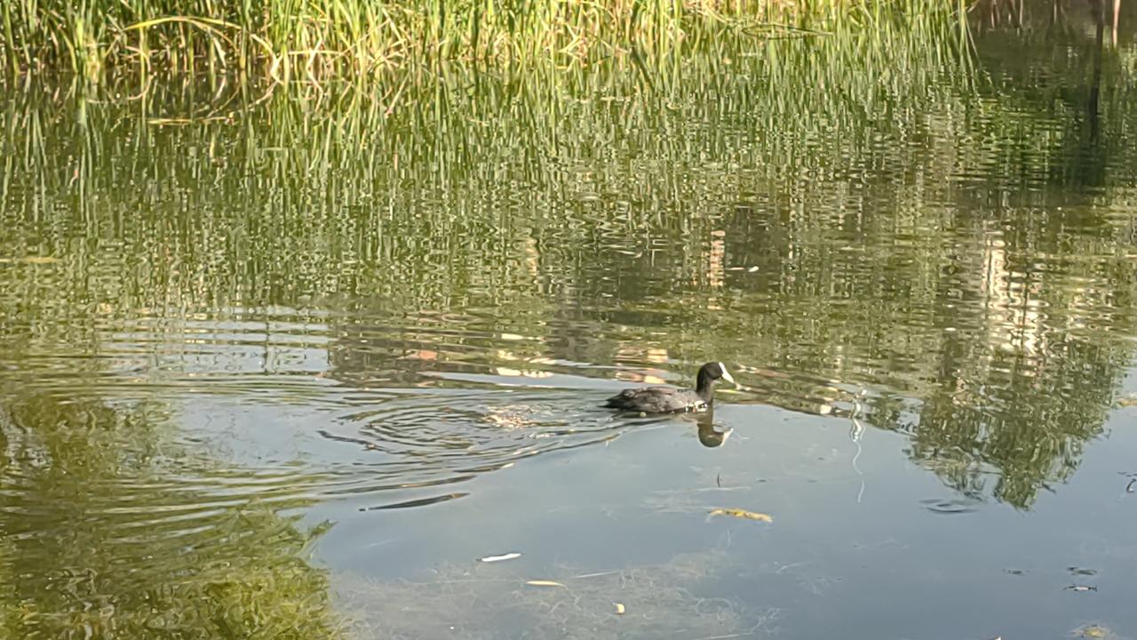 夏日避暑，到西宁市城西区火烧沟湿地休闲散步，感觉整个人都被治愈了。这里不愧是野生