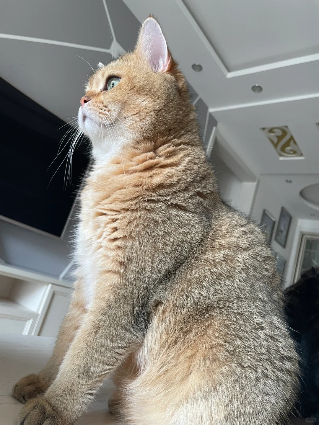 回家先抱着猫亲一顿🥰