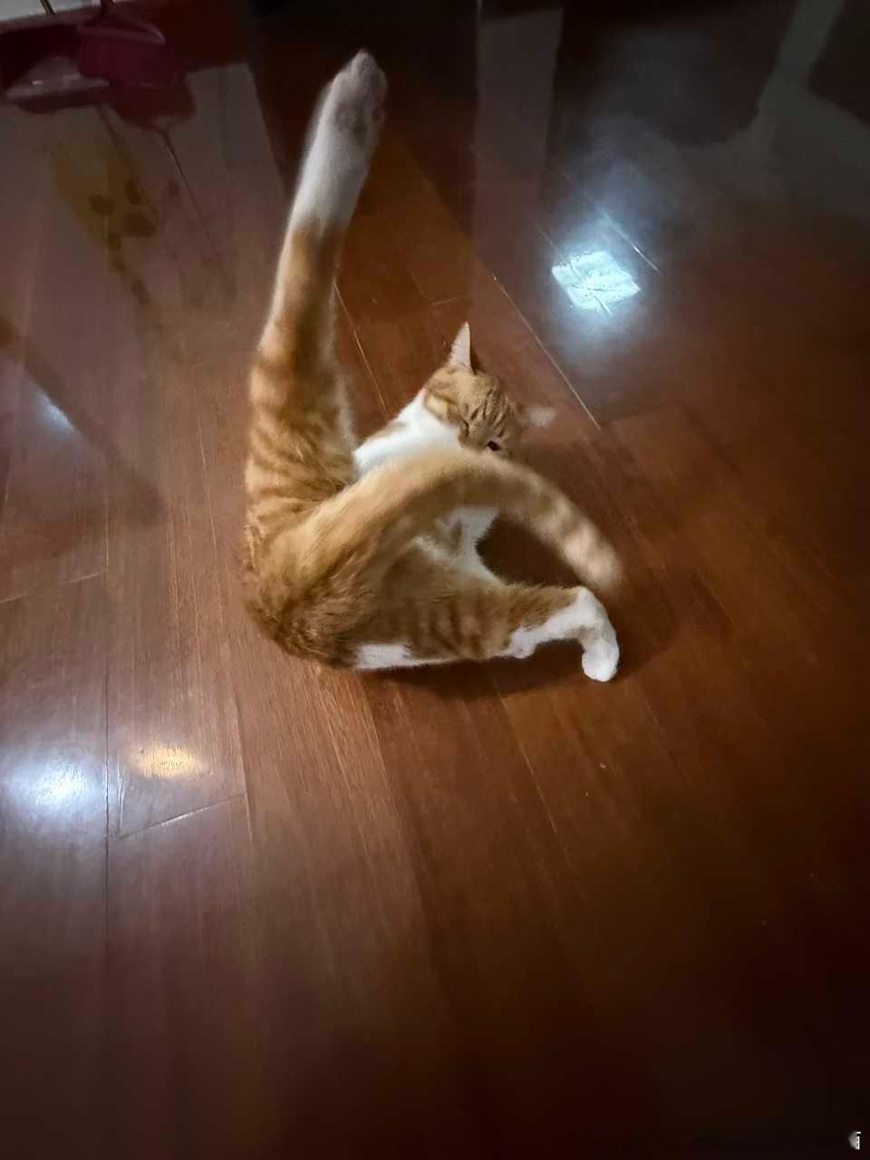 49176【丑猫】街舞猫。 