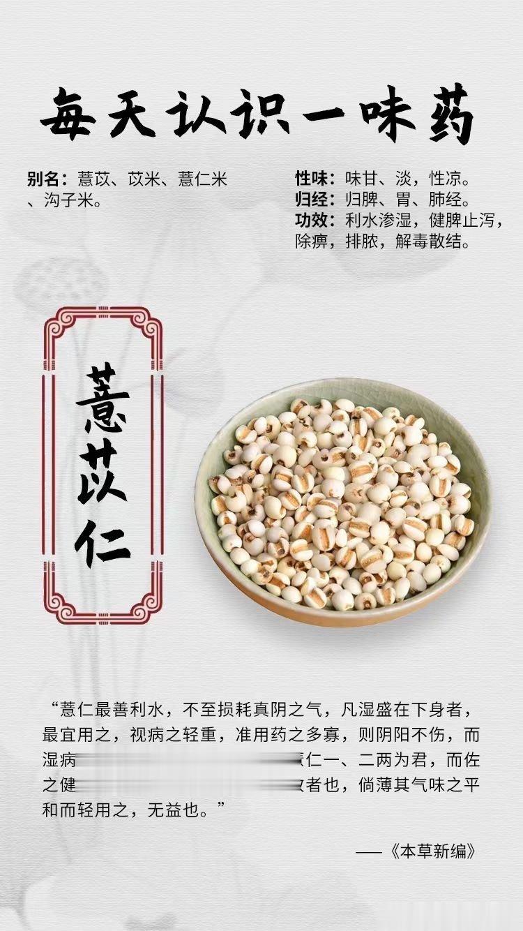 #国医的精诚力量##每天一味中草药##论道岐黄# 【每天认识一味药】[玫瑰]薏苡