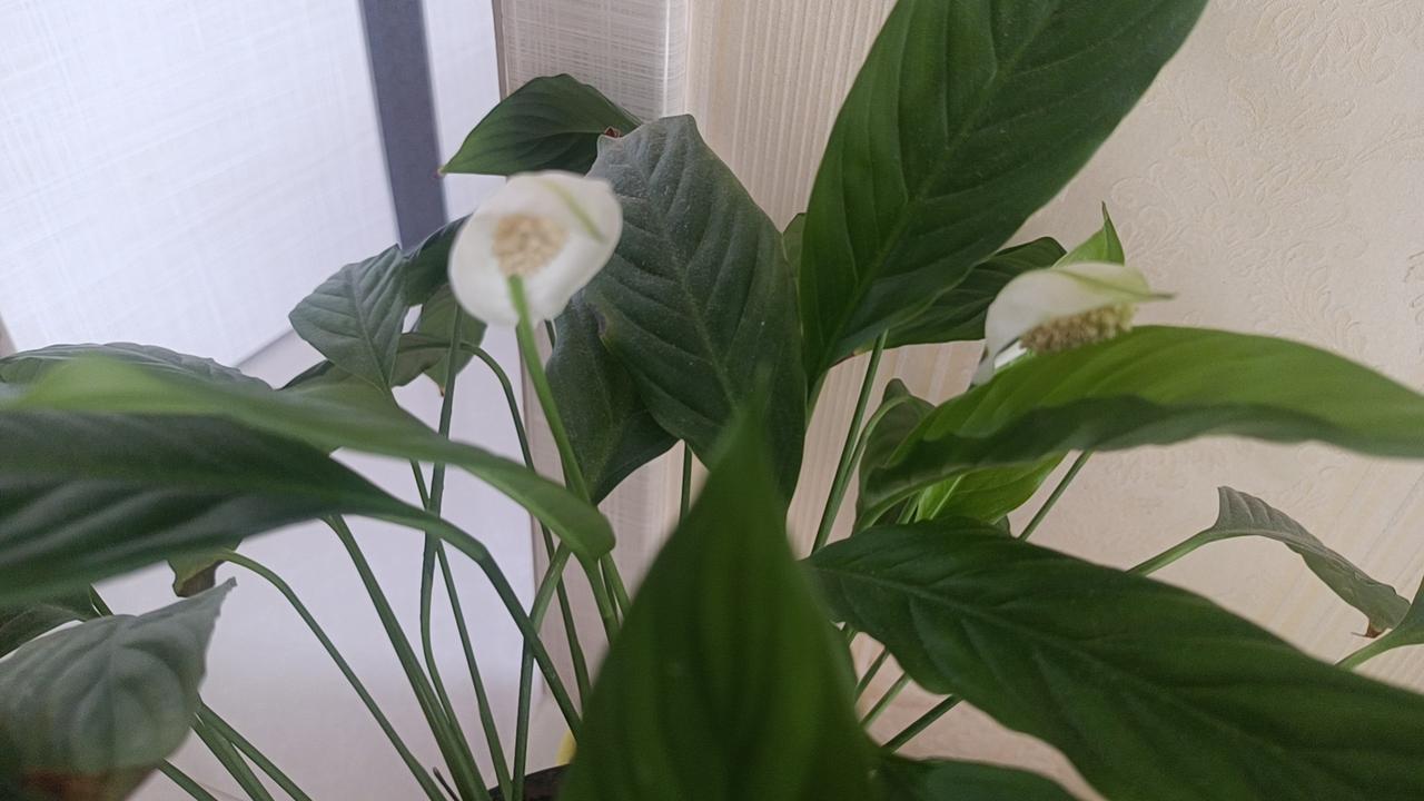 泽连斯基竟然对欧洲下通牒：要是欧洲不给核武就断油路，那么，是谁在把盟友当筹码呢？