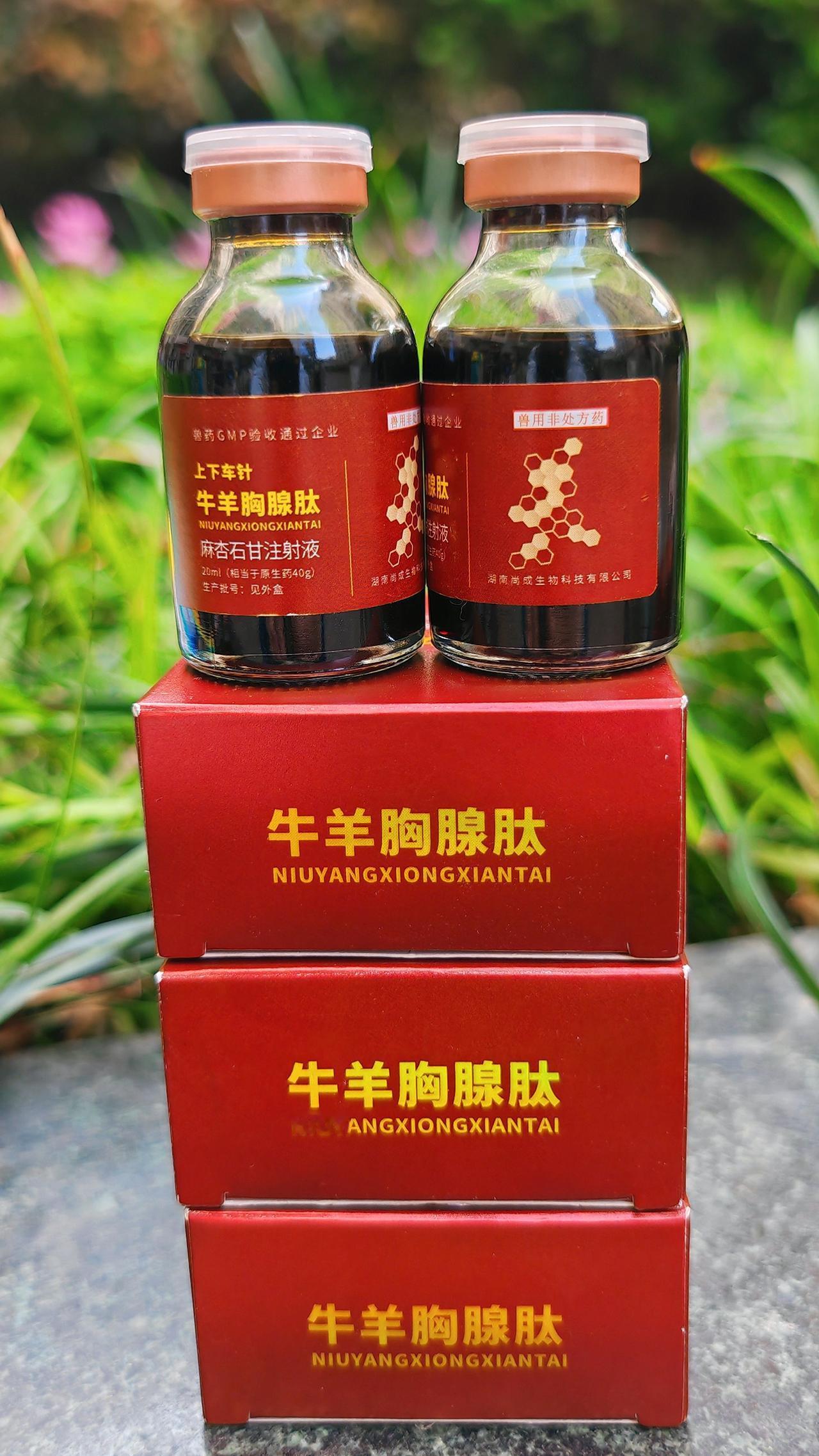 养羊人 农村养羊