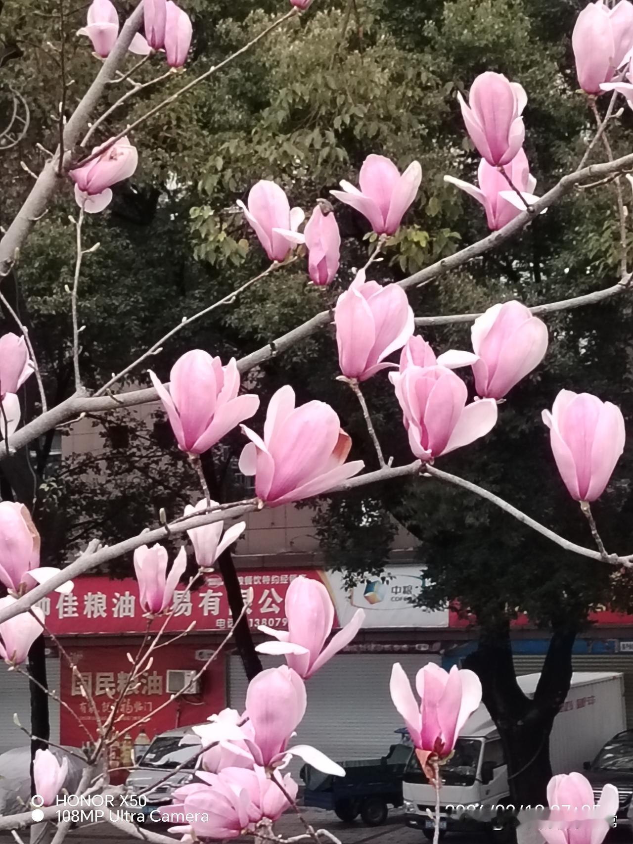 长江岸边赏玉兰花“上头条聊CBA”