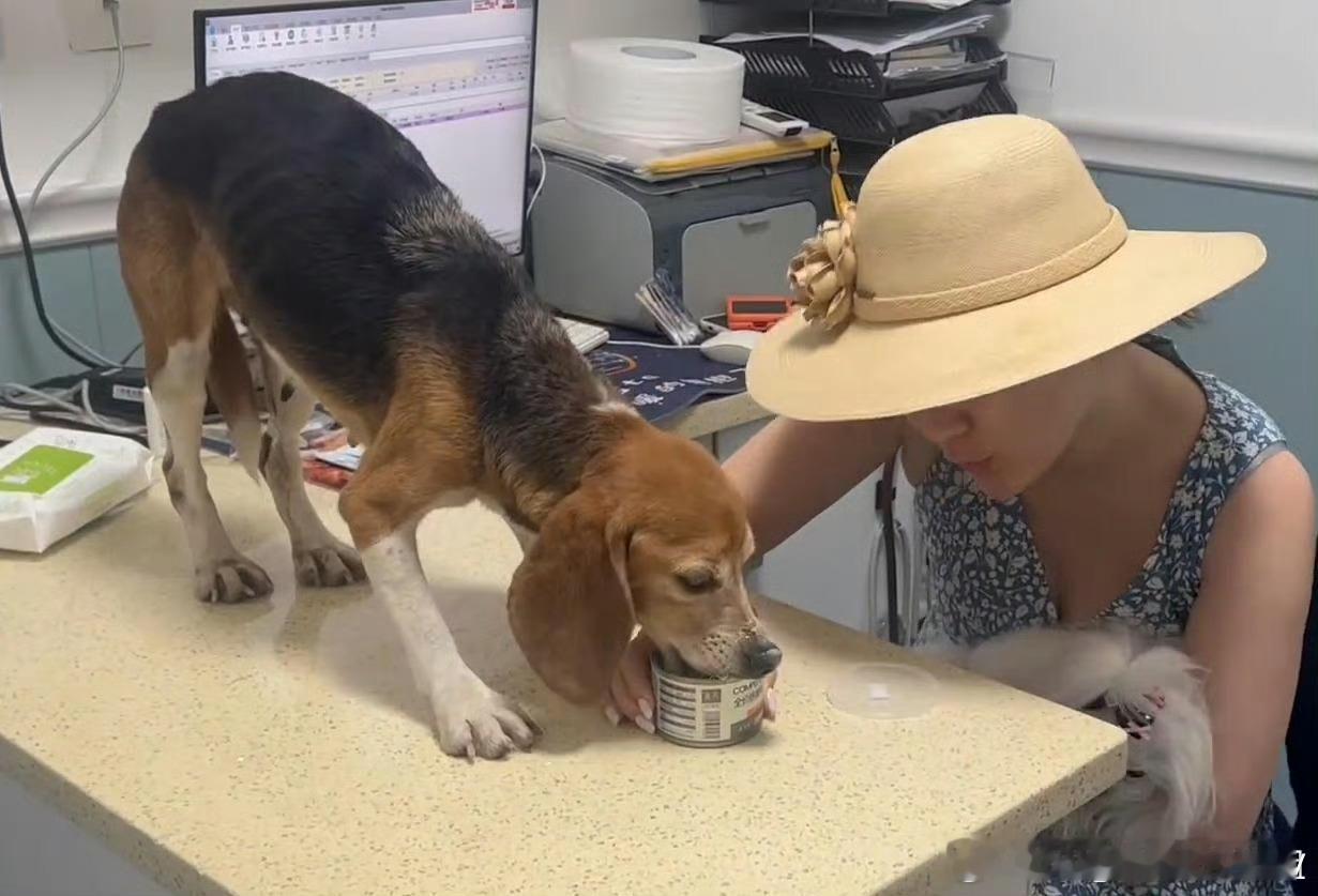 #杜江霍思燕收养实验犬# 杜江霍思燕也太好了吧[哇]看的人哈特软软的，珍珠真的不