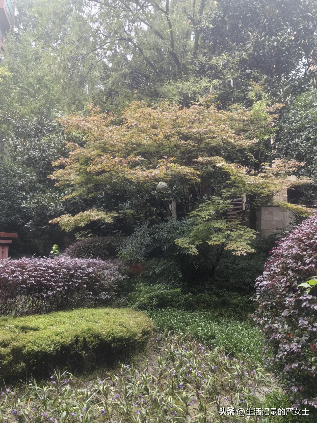 花260元在网上办了山姆的会员卡，这件事我是瞒着女儿的。

现在想来有些后悔，这