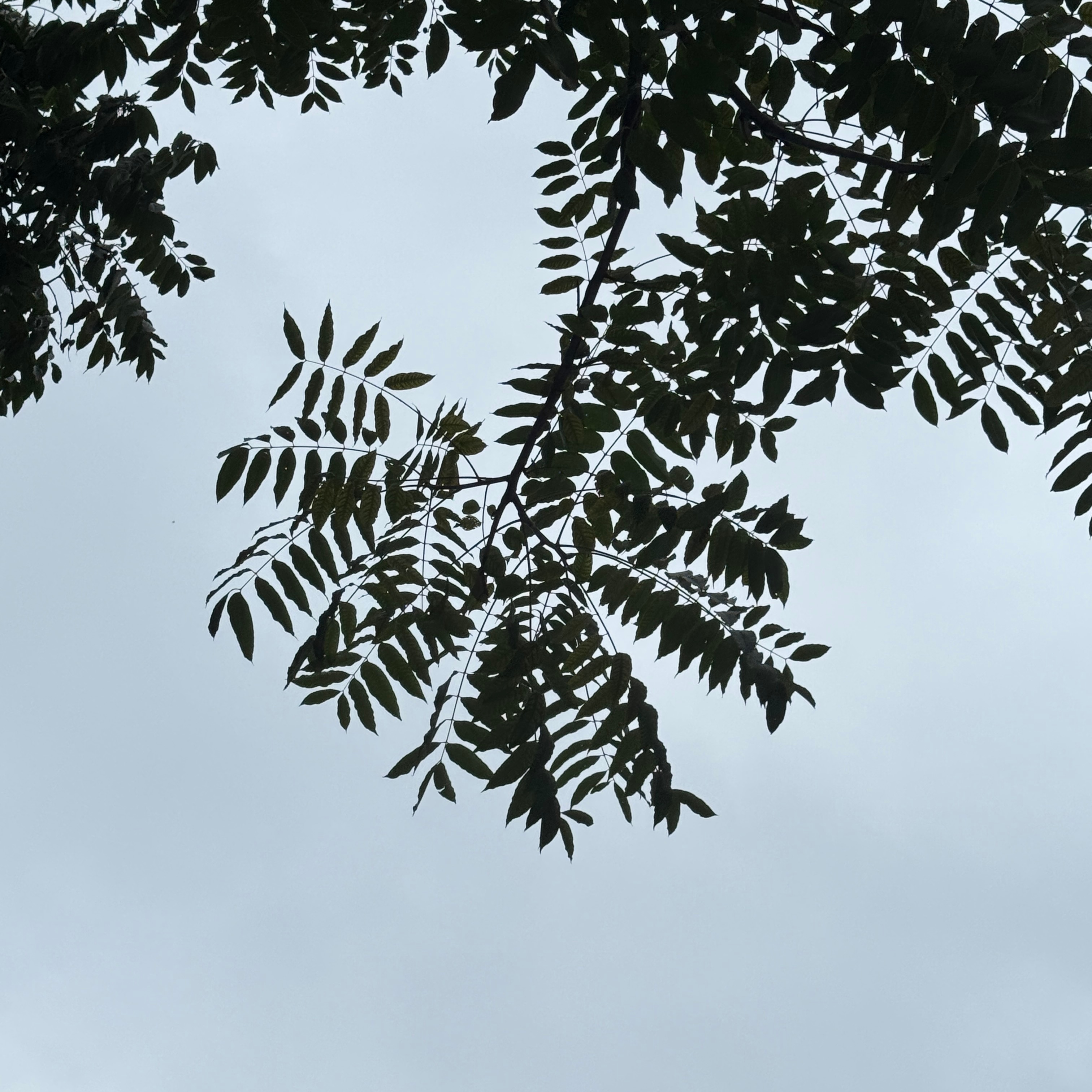 风穿过枝叶，花朵悄悄盛放，显得格外安静。睡个好觉٩(๑´0`๑)۶💤晚安啦 ​