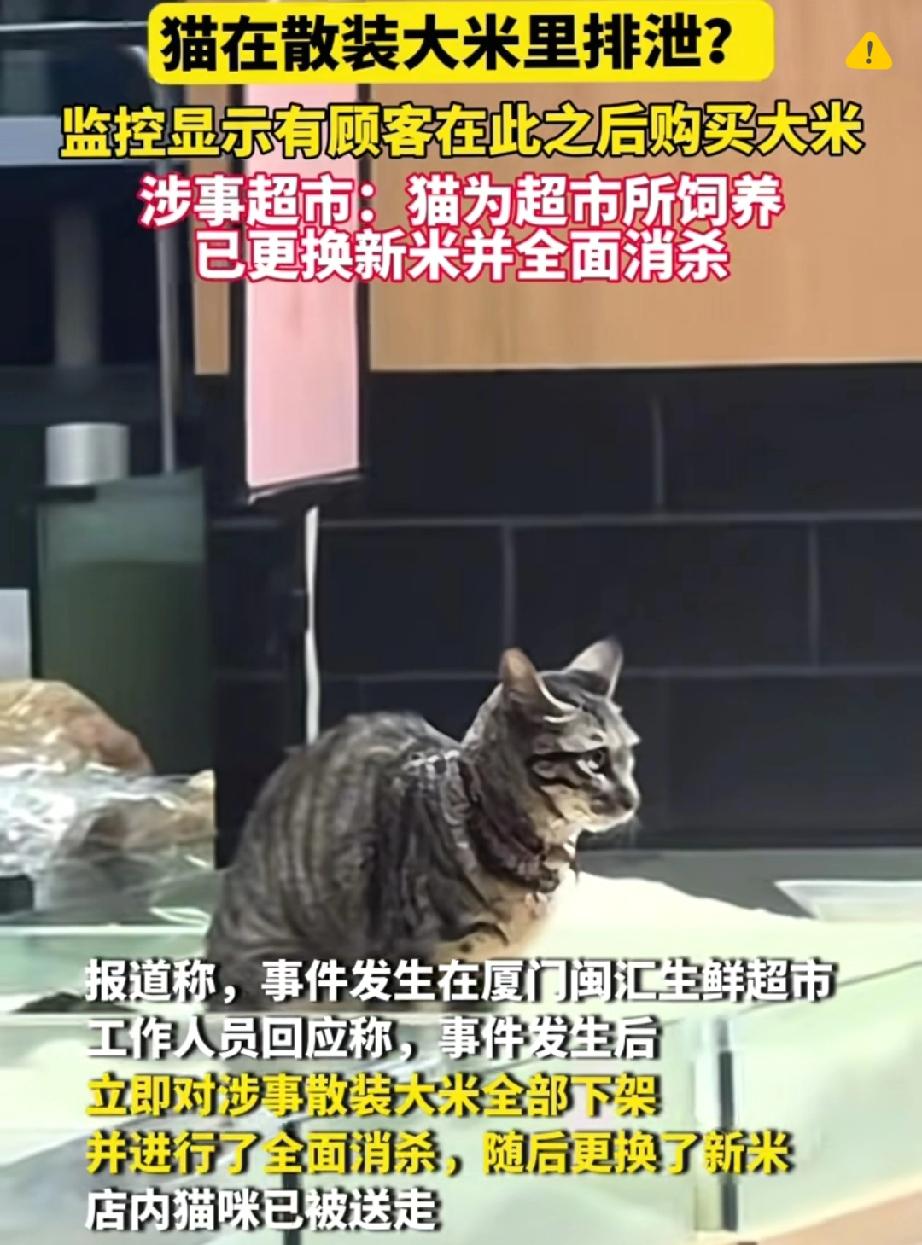 厦门超市小猫直接在散装大米里拉尿，还扒米掩盖，这哪是防鼠，分明是给食品安全埋雷！