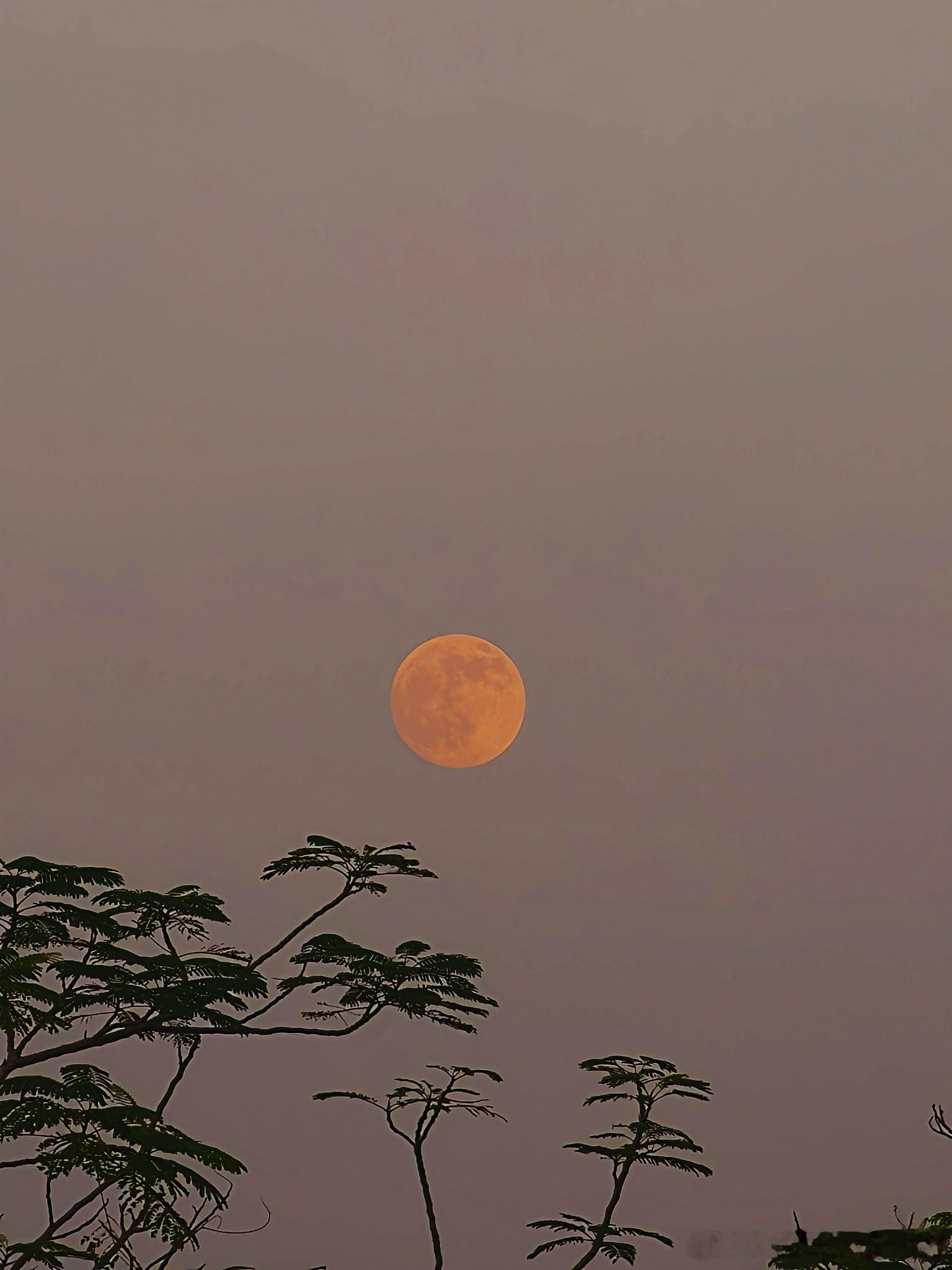 中秋🌕 ​​​