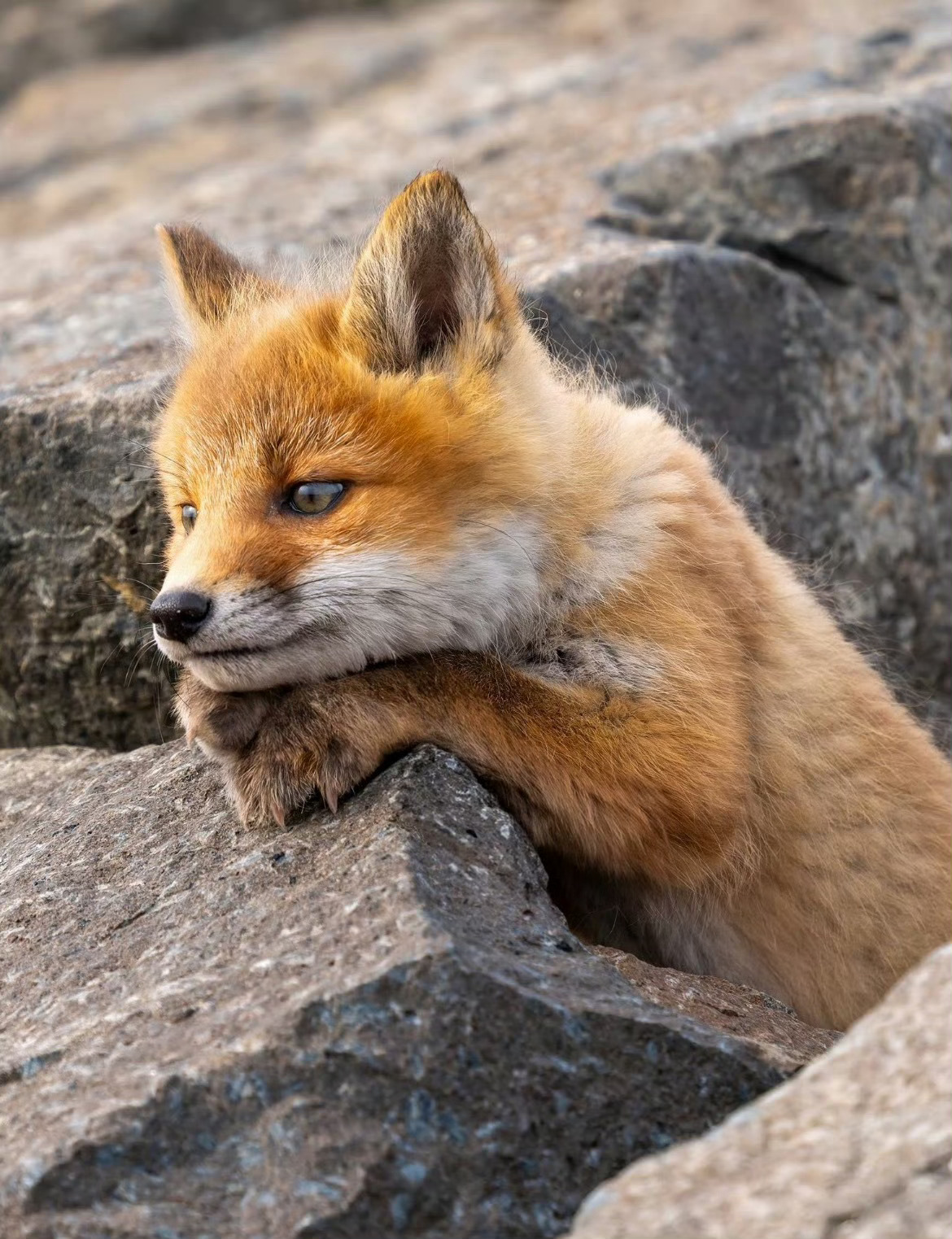 原来小狐狸也有烦恼🥹 