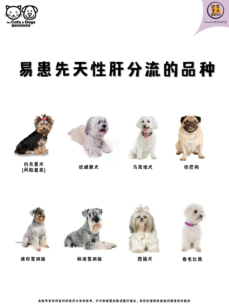 易患先天性肝分流的品种