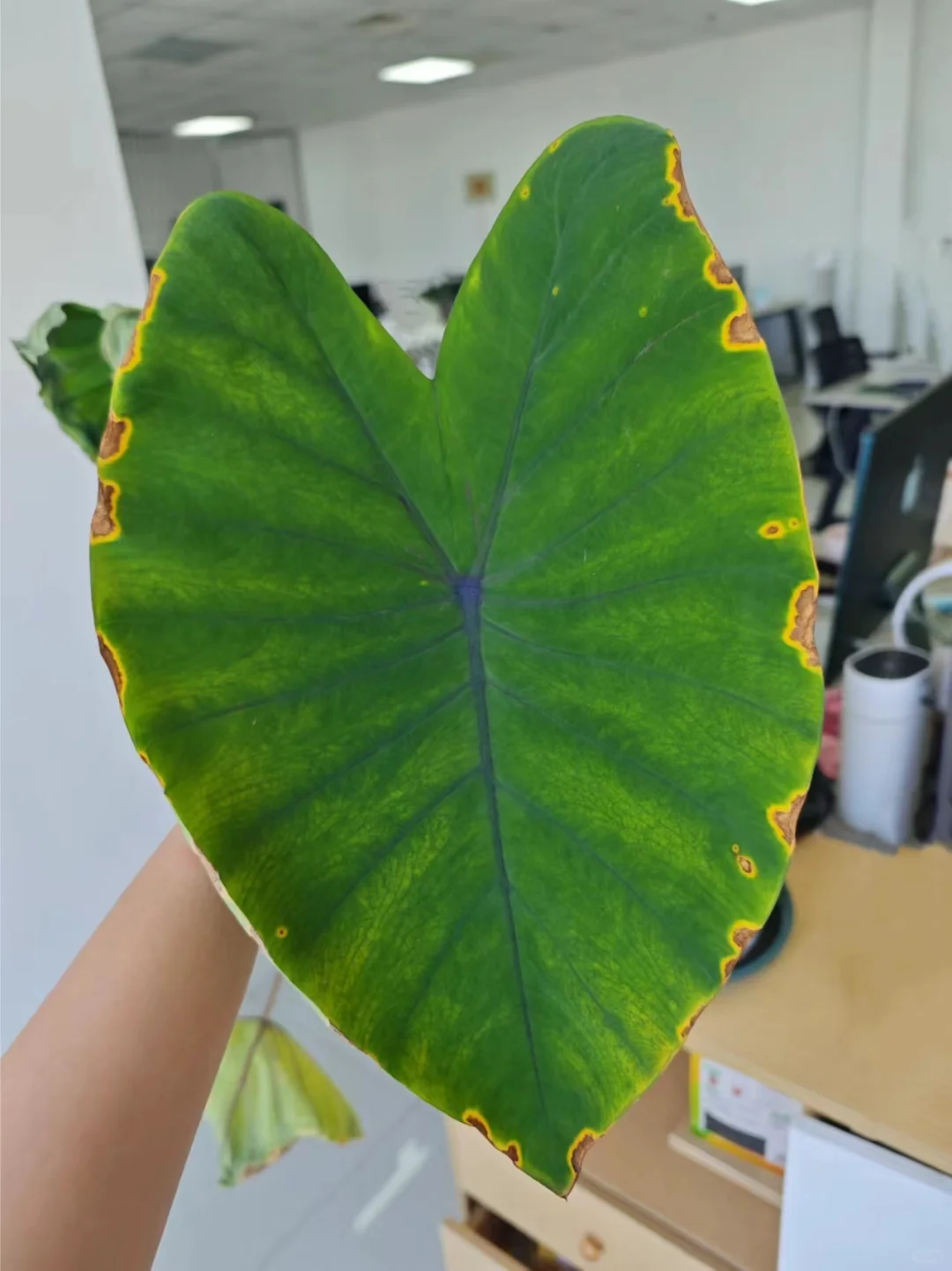 观叶植物黄叶有斑点？这是炭疽病啦❗