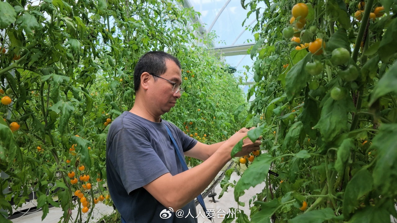 丽水青田数字大棚种出甜蜜致富果 近日，丽水青田高市乡东源口村的水果番茄进入集中采