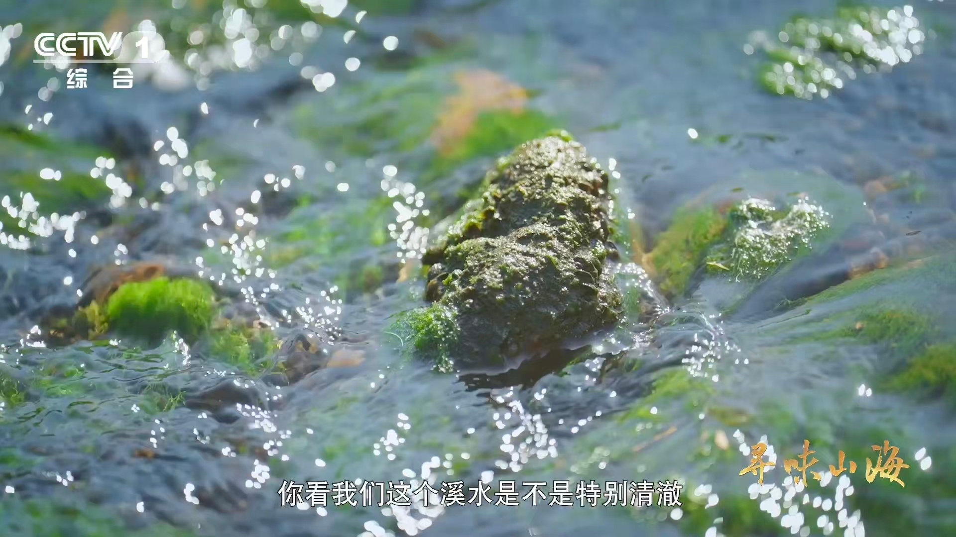 福建有种鸭越老越贵3招教你判断鸭子年龄 连城白鸭颠覆家禽经济学！年龄才是硬通货，