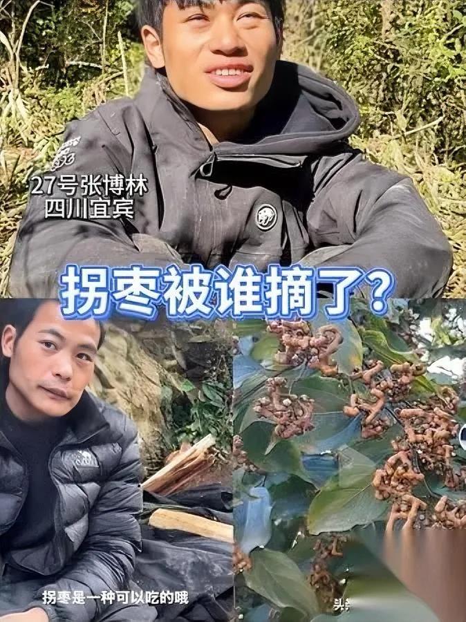 拐枣离奇失踪？太悬疑！

节目组曝光七星山拐枣林，林北却苦笑：树都秃了！刀疤哥早