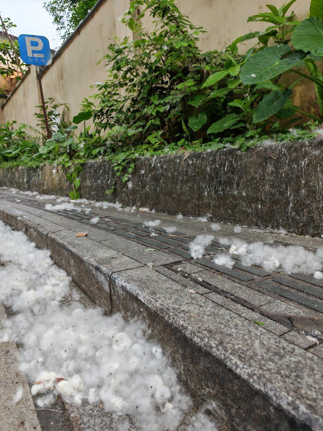广州也下雪了！是天气原因吗？我记得往年木棉没那么夸张啊