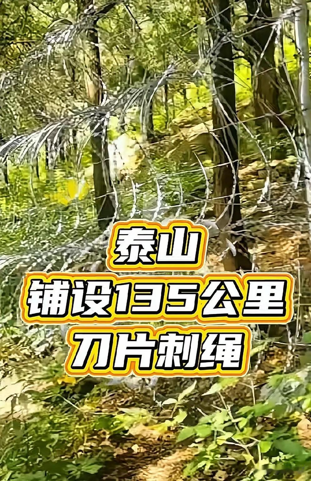 泰山的野生动物太可怜了，泰山搞的这个一百多公里带刺的钢网，已经害死了许多无辜的小