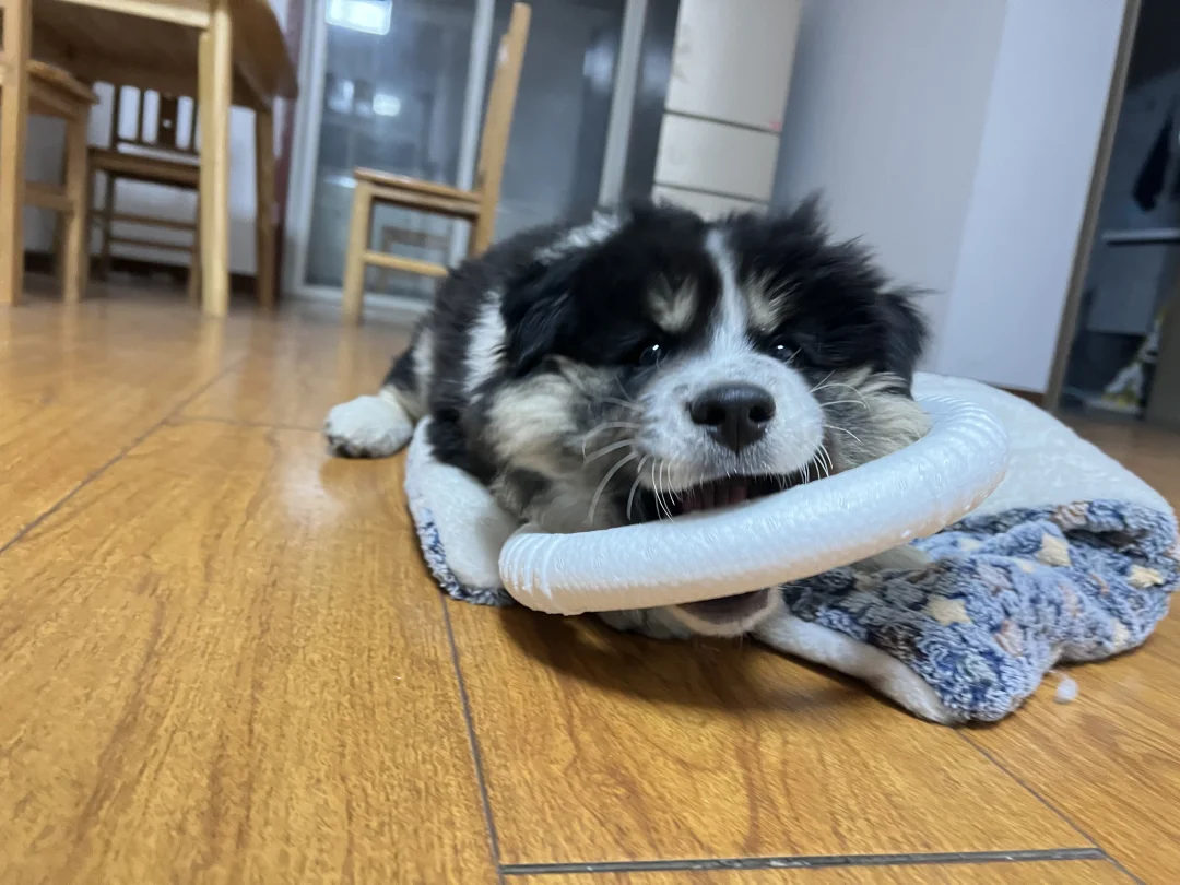 边牧小时候真的好可爱呀～领养