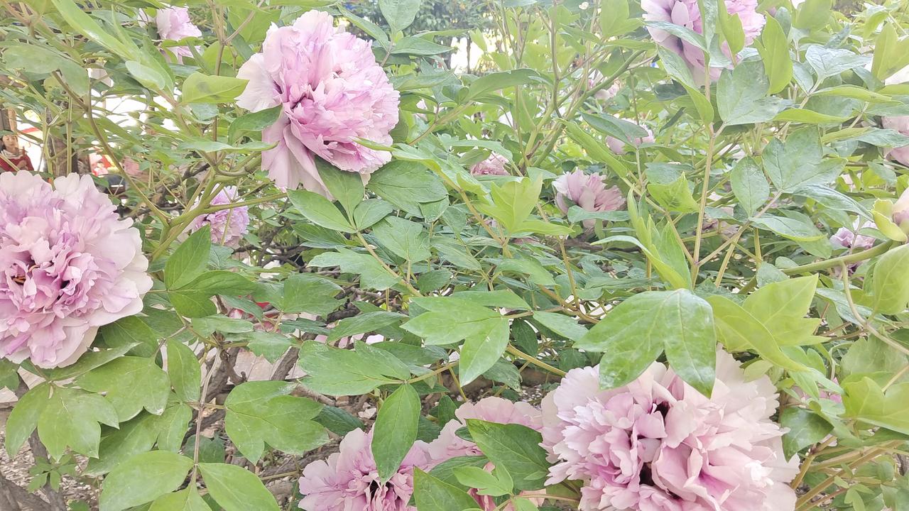 粉嫩欲滴的牡丹花海，春意盎然，美不胜收！🌸🌸🌸漫步在这片牡丹花海中，微风轻