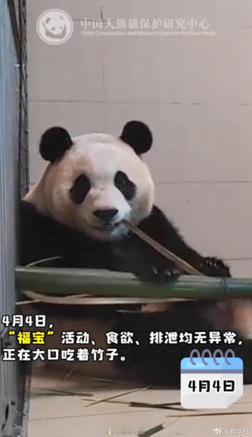 #福宝大口吃胡萝卜声音嘎嘣脆#福宝：大家都别担心我啦，我现在吃嘛嘛香，身体倍儿棒