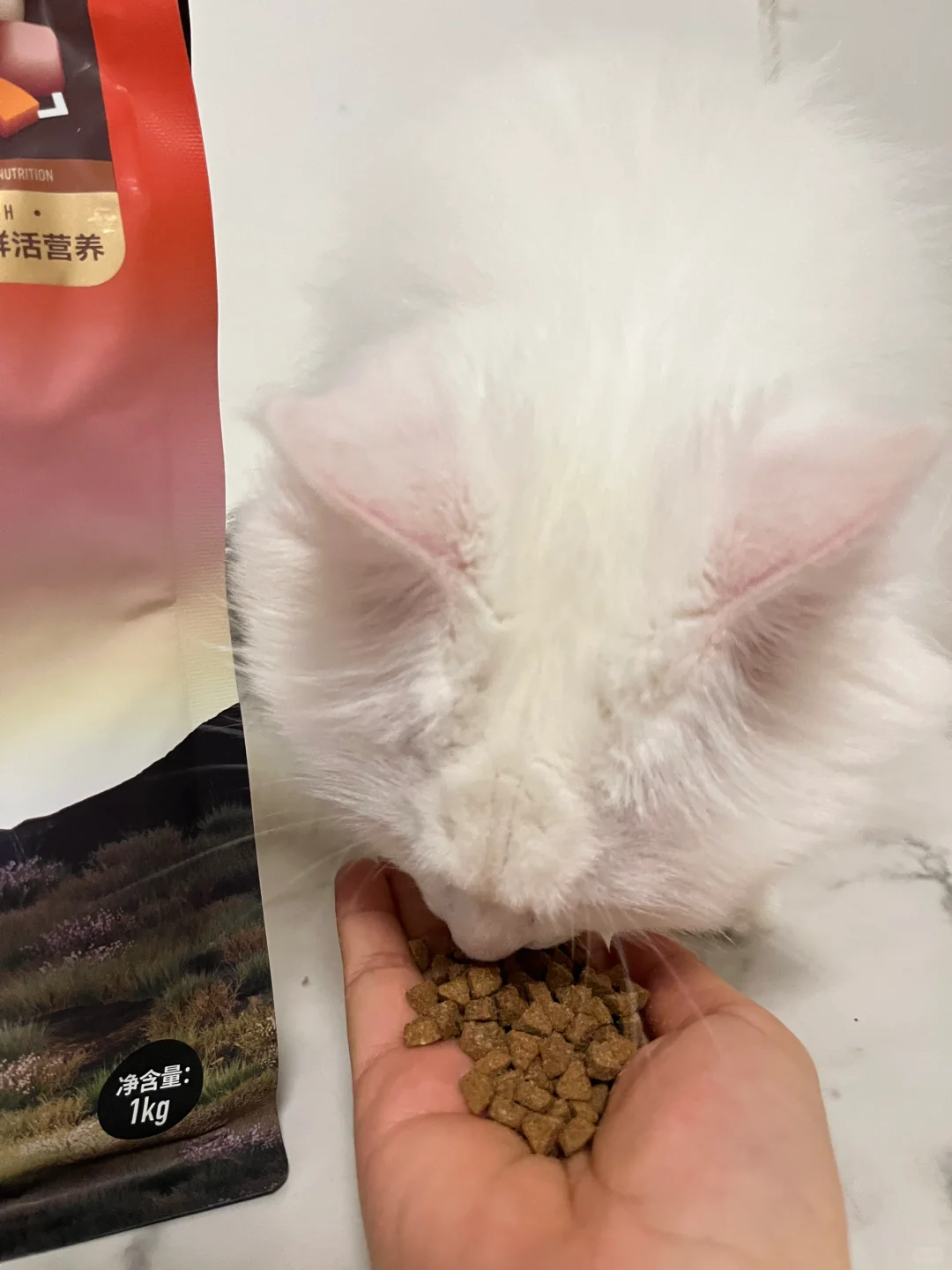 上最成功的一次猫粮种草！实名表扬