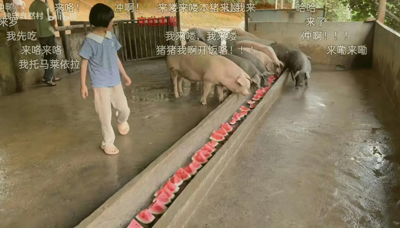 把西瓜喂猪的图发到韩国网站上会怎样？

近日，有人在外国社交平台上上传了中国人把