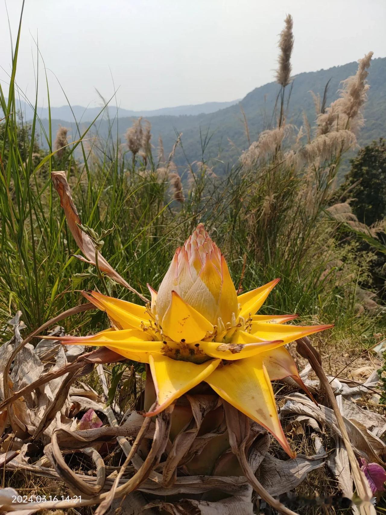 在山野的寂静里，遇见一朵大地的微笑——地涌金莲，像佛前的一盏明灯，静静盛开在时光