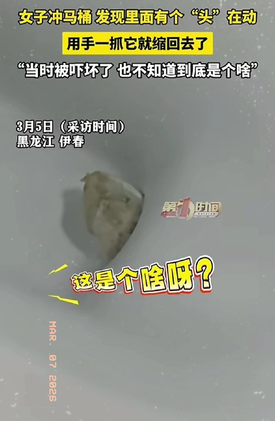 近日黑龙江伊春，一30岁女子上厕所冲水时，低头一看差点没吓晕过去！马桶里竟然有个