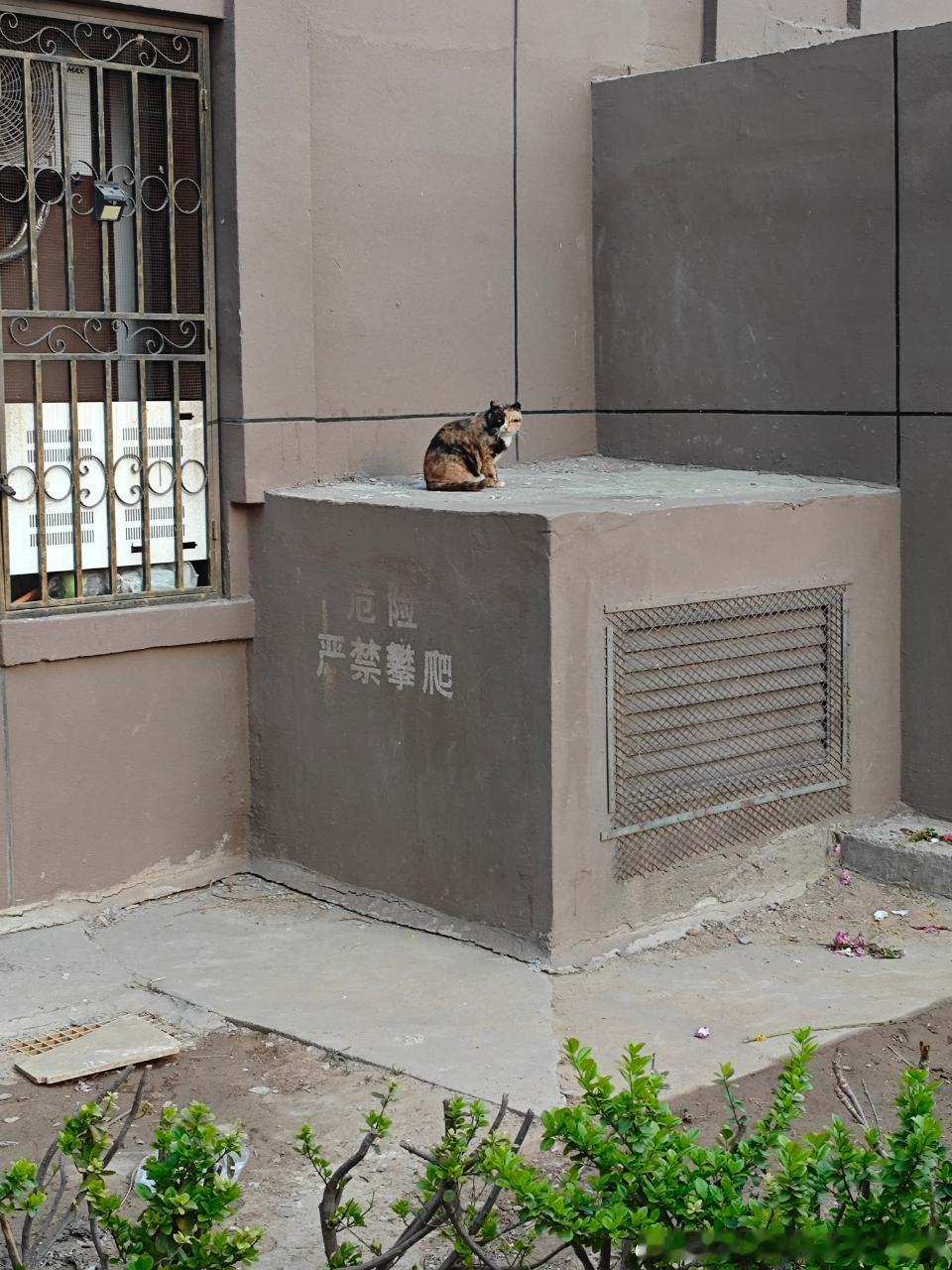 49541【丑猫】不认字还丑 