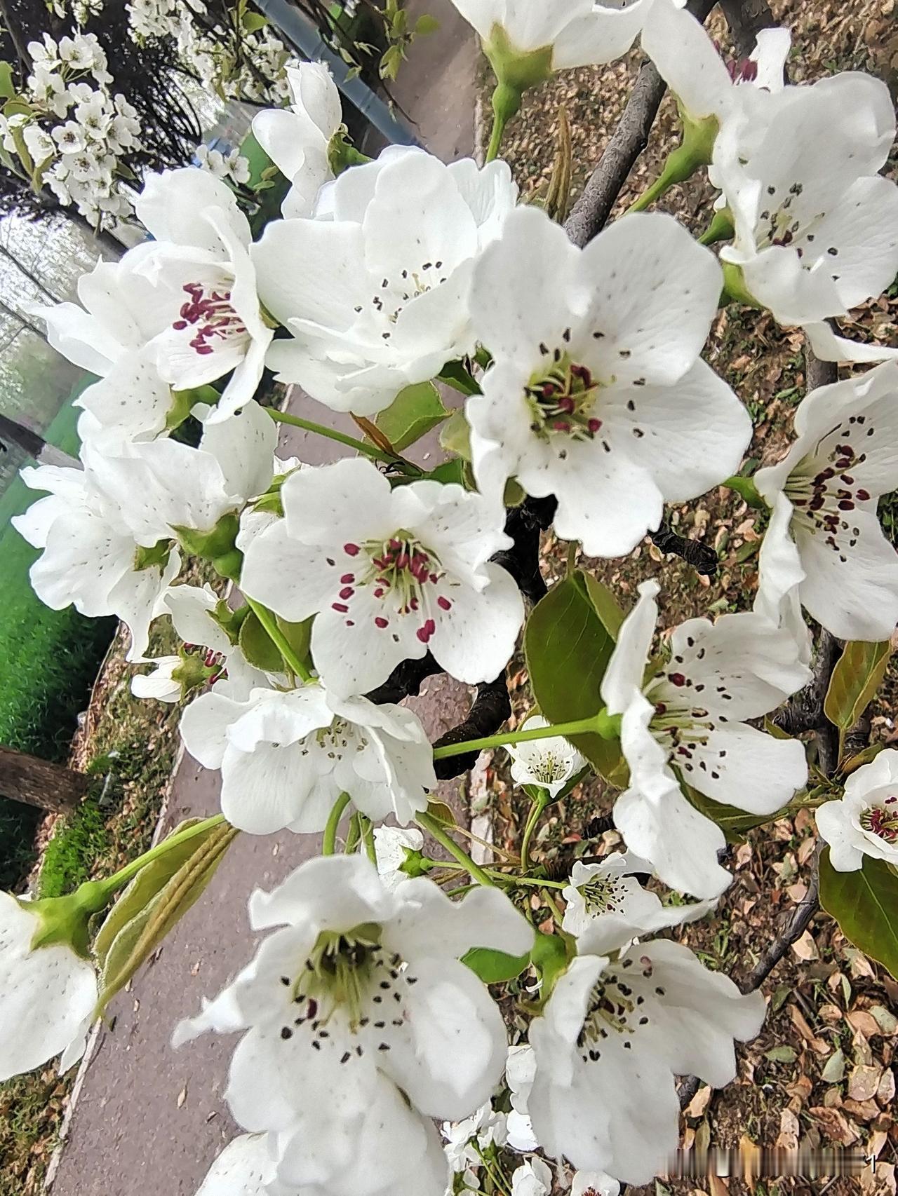 上联：梨花愁细雨
下联：麦苗盼大雪

终生坚持作品原创的人
图片来源于作者拍摄