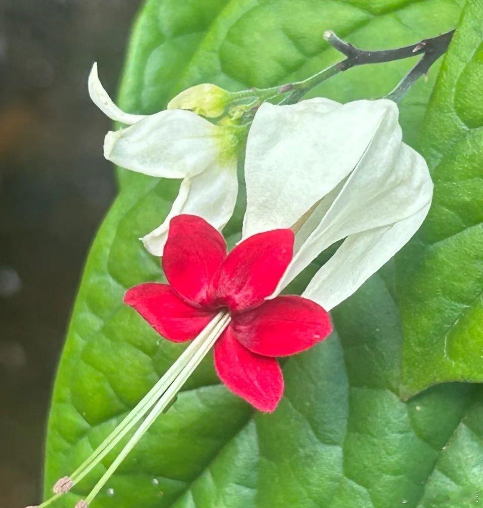 “龙吐珠”：名字里的奇妙梗 “龙吐珠”这花名，一听就超有梗，仿佛带着奇幻色彩。 
