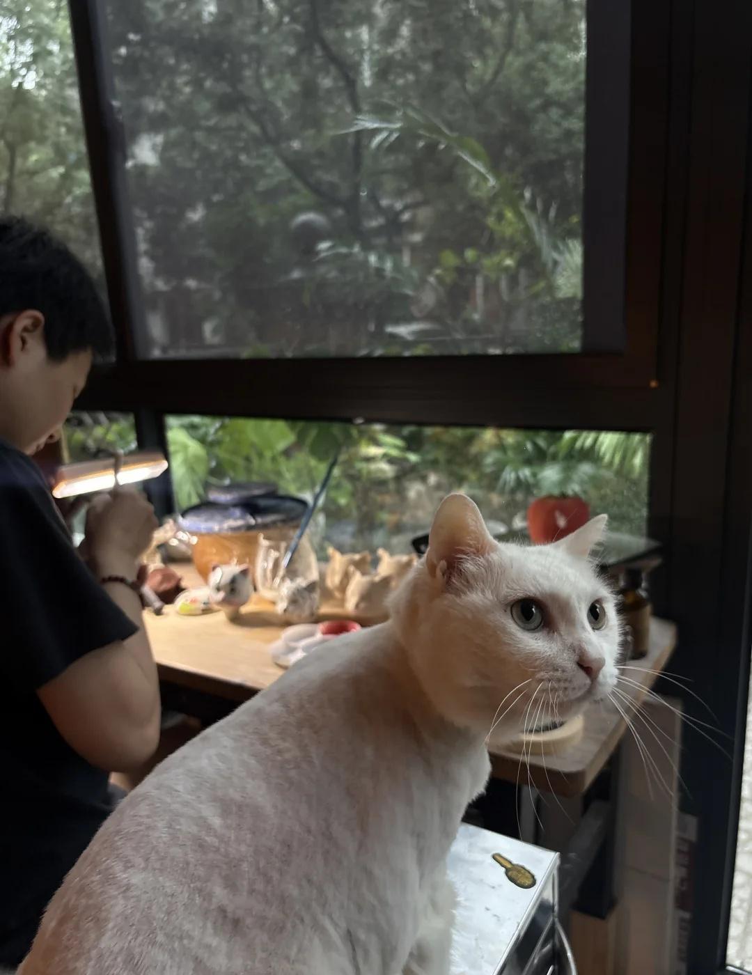 上海雨天什么时候结束
外面大雨磅礴
窝在屋内放了好几部电影
院子里的柠檬在雨季结