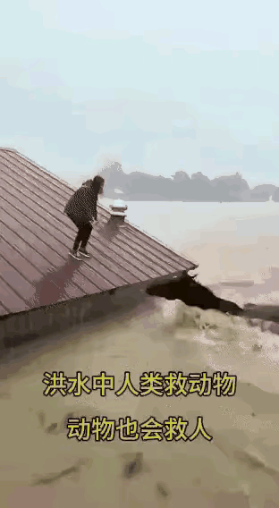 马，果然是人类最忠诚的朋友。
滔天的洪水中，房子都泡在了水里，男人本能地爬上了屋