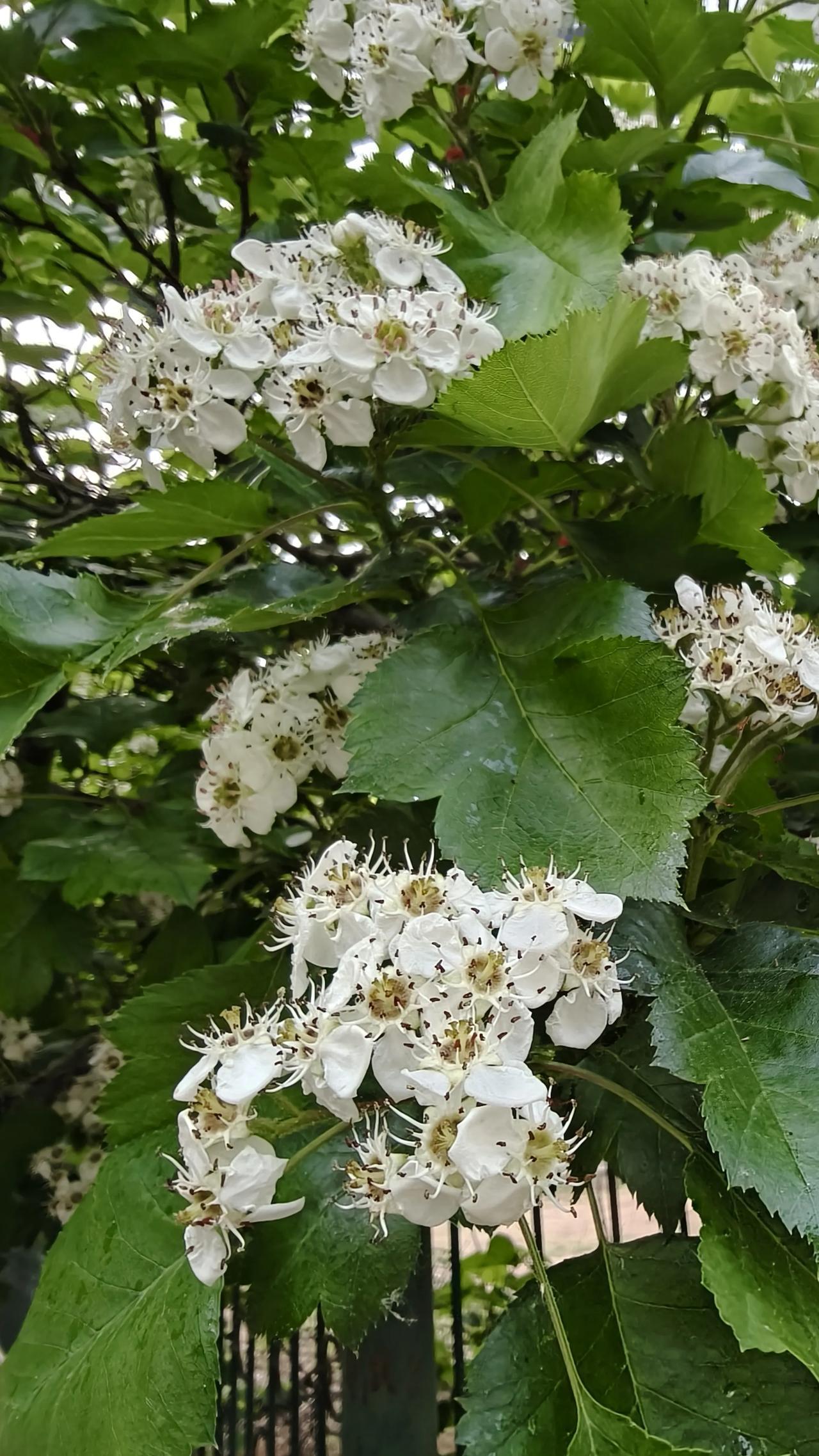 猜一猜这是什么花，结什么果?相信很多人吃过，却不认识。