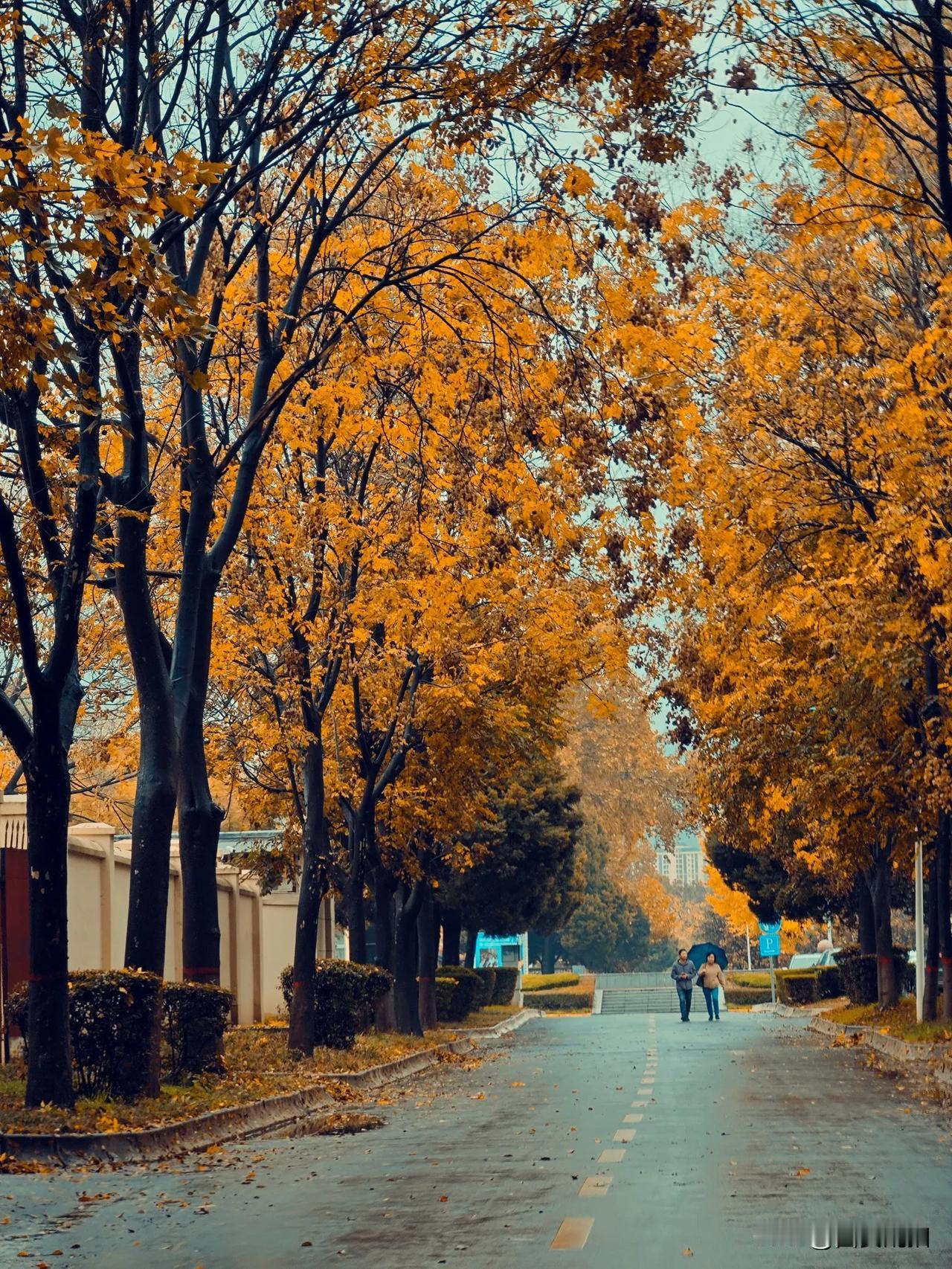 深秋的季节，景色美如画。初冬之景 寻找冬日的秋景 秋冬美景手摄 初冬深秋的季节 