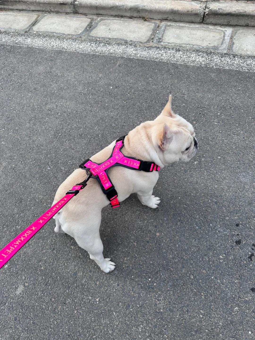 终于找到一款适合法斗的防爆冲胸背！！