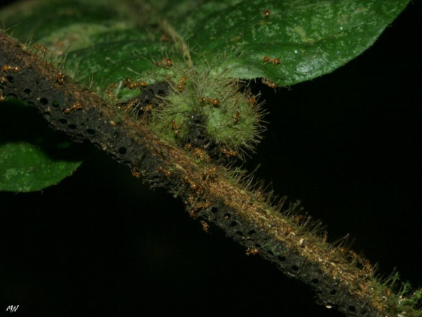 每天一条冷知识 生活在南美的猫须李属（Hirtella）植物上共生着的是一种当地