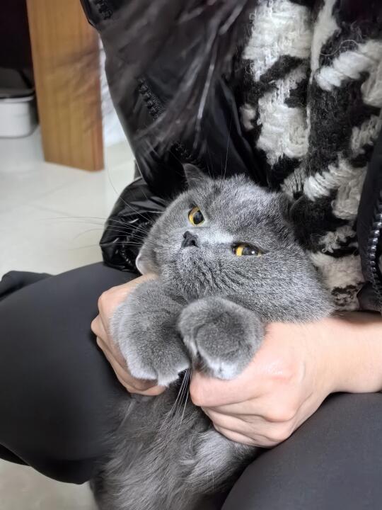姨姨的爱就是这么的另猫……头大🥵