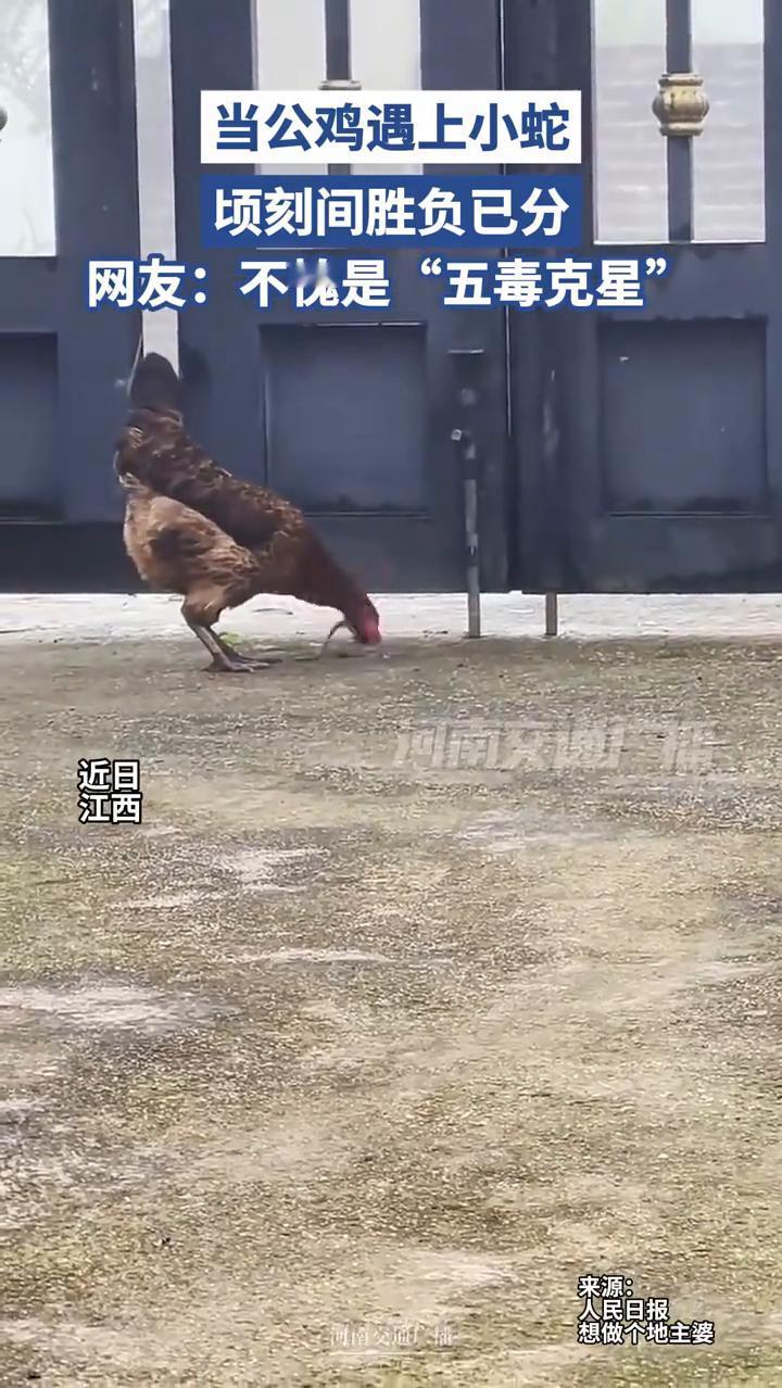 当公鸡遇上小蛇，顷刻间胜负已分。网友：不愧是"五毒克星"。
近日，江西。
想做个