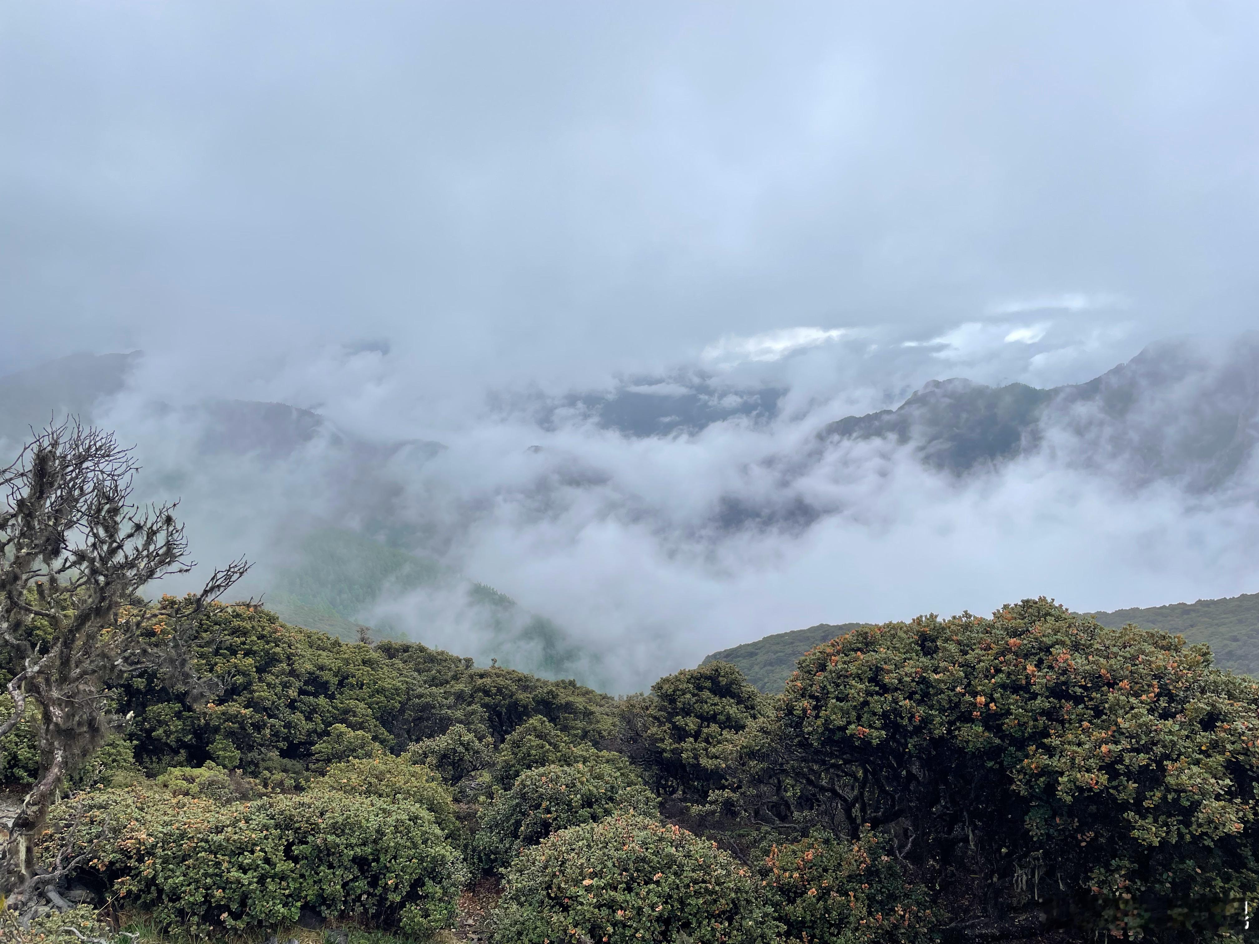 高山云雾林，设置个样线走一走，海拔4200米连喘都不喘，含氧量报表 ​​​