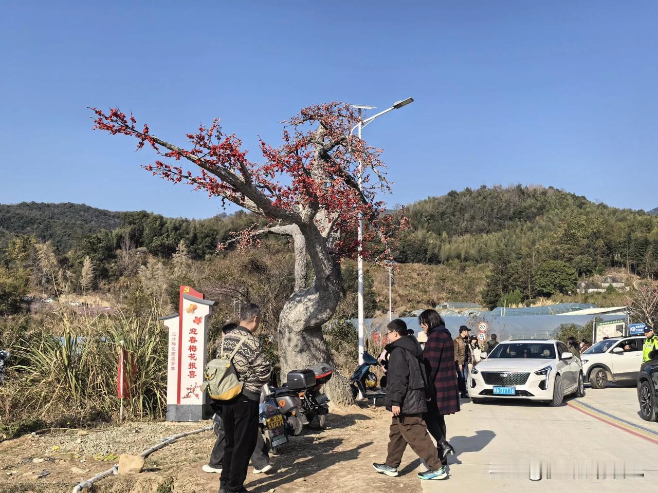 美丽福州107.20250209
闽侯三峰梅花园风景区.
正是梅花绽放时，喜欢赏