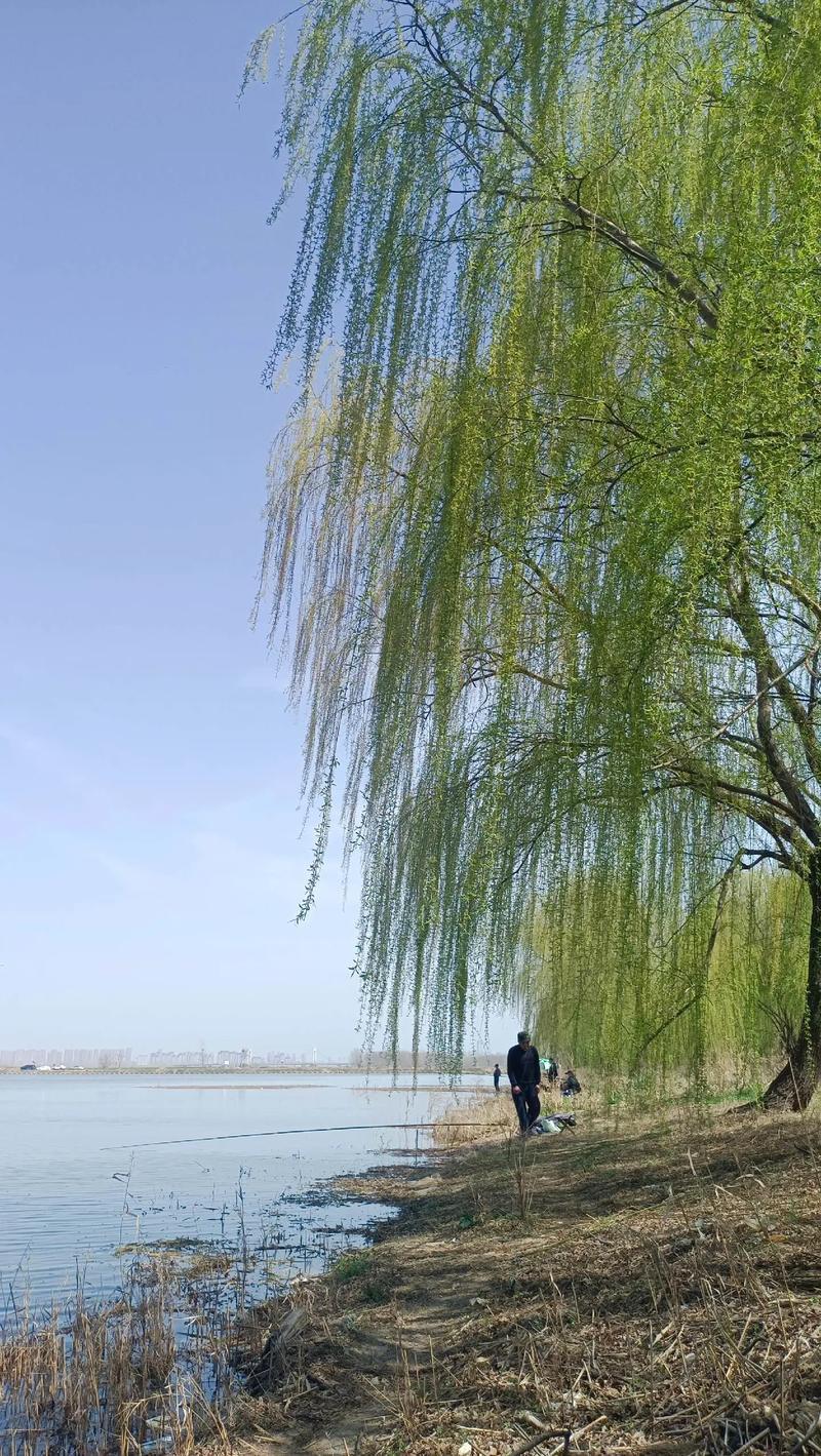 上联：河边看柳知风态，
下联：岩上观松识雪姿，
下联：涧畔听泉晓石音。