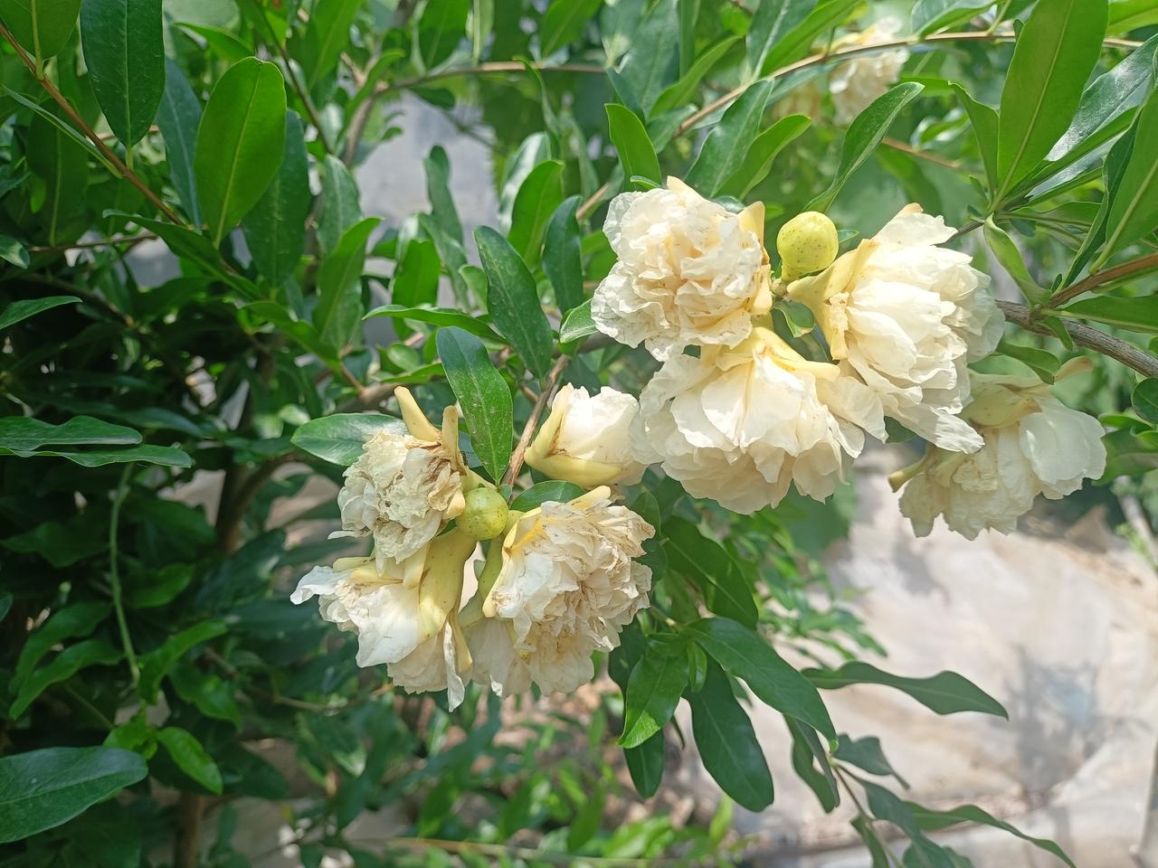 我平常也是让学生练习劈拳和鼍形相结合，
一个板板正正的练，
一个练变化，身法，步