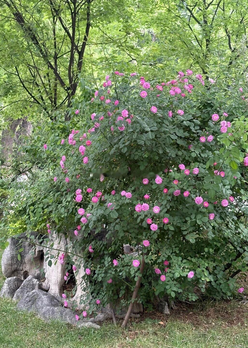 太原文瀛公园蔷薇月季共芳菲    春已远，夏初临。文瀛公园里的蔷薇与月季正值盛花