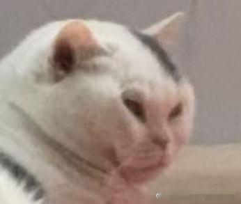 49835【丑猫】大妈你谁啊 
