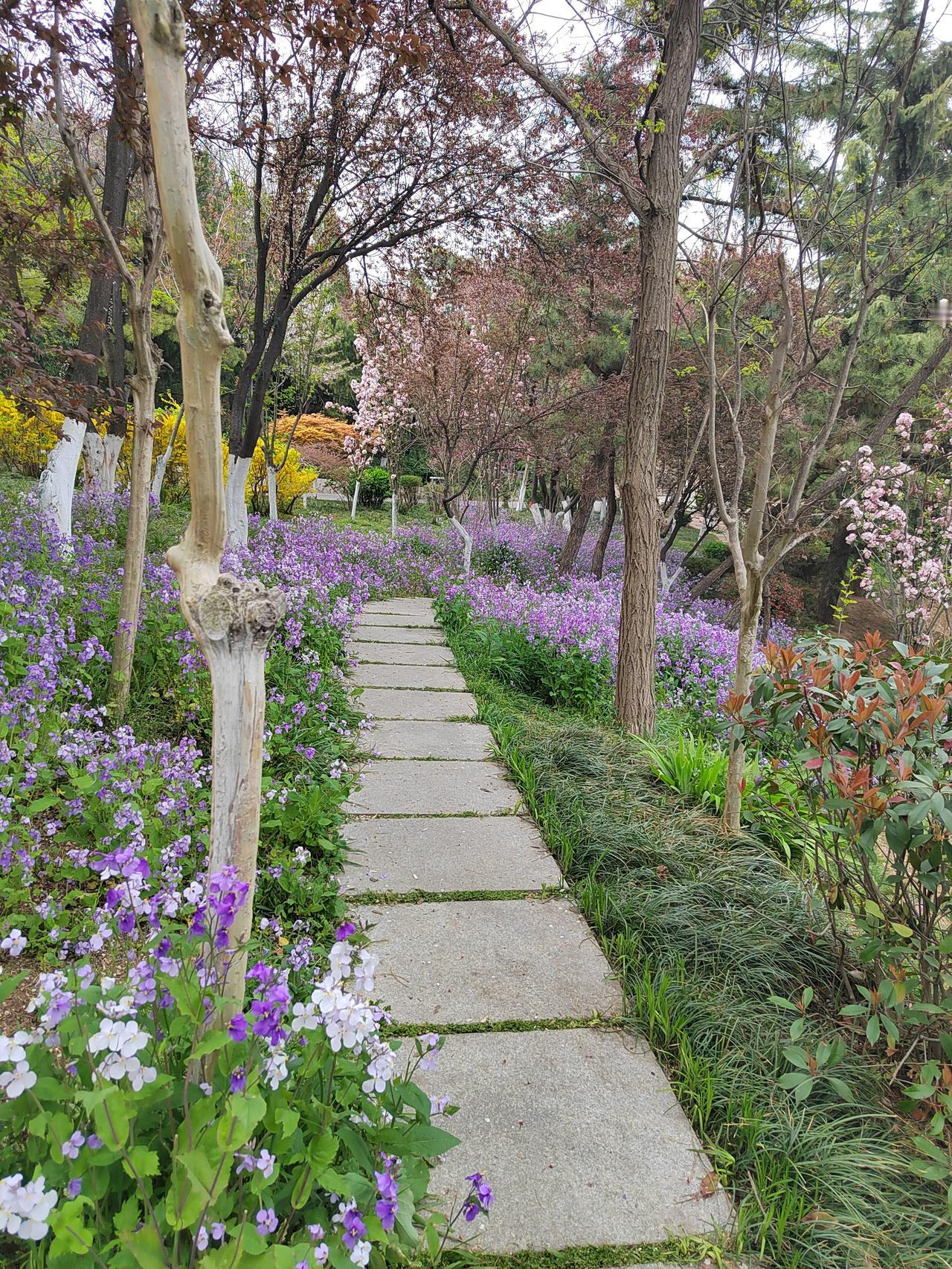 四月的青岛，把浪漫都给了二月兰。石阶被紫蓝色的小花温柔包裹，风一吹，连空气都带着