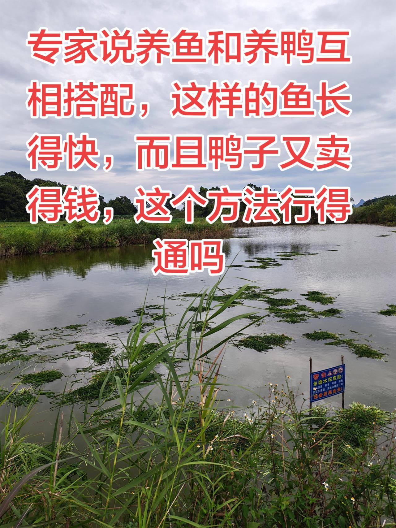 养鱼，养鸭这样搭配，是不是很容易赚钱养鱼日记 养鱼 农村生活