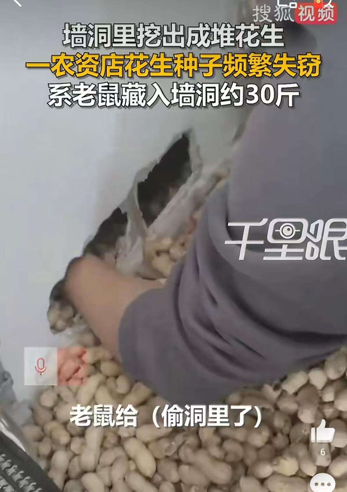 “这下傻眼了！”4月26日报道，河北唐山，一男子开了家农资店，他最近总觉得花生种