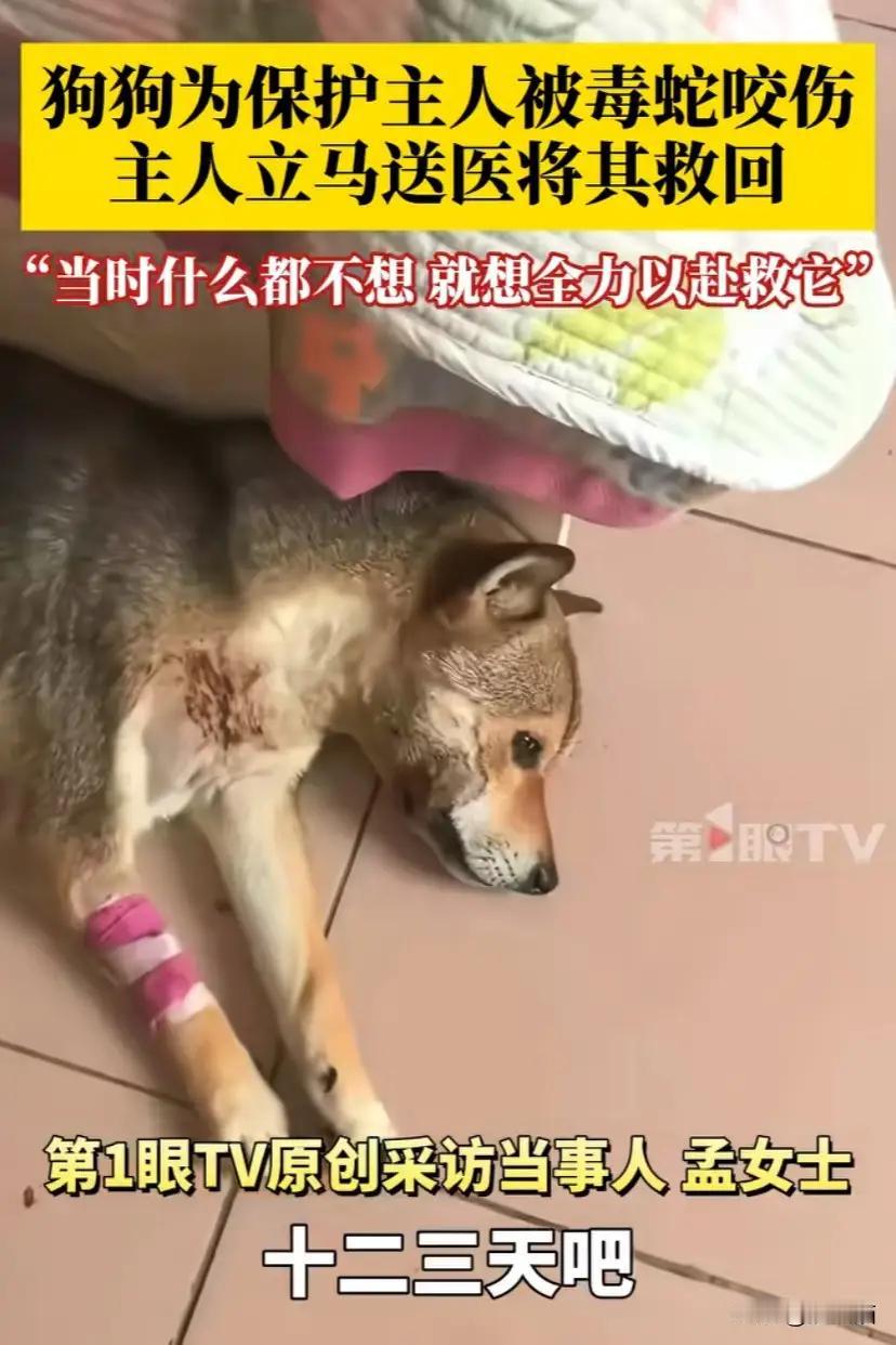 河北唐山，狗狗为救主人被毒蛇咬伤，主人抱着蛇毒发作的狗子冲往医院。主人：当时什么